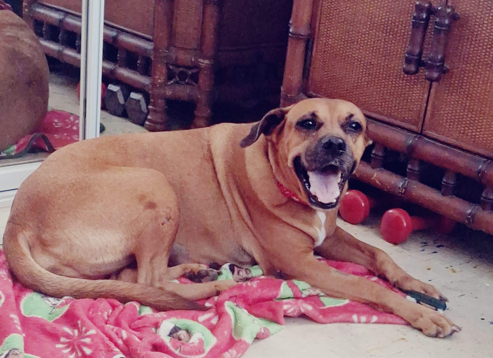 NADINE (out of town), Adoptable, Adult Female Hound & Black Mouth Cur.