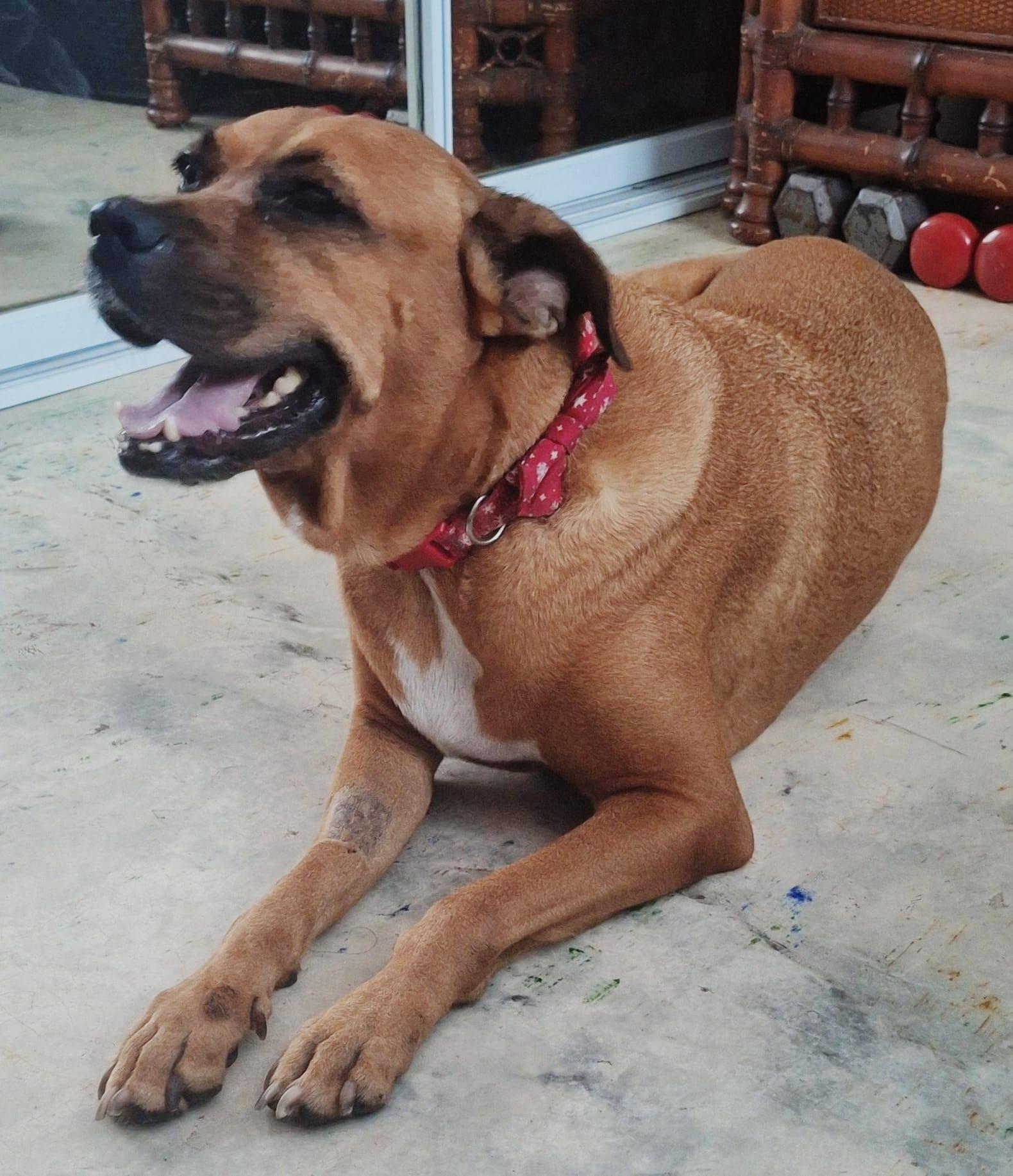 Enlarge NADINE (out of town), a Adoptable mixed breed in New York, NY image 3/4
