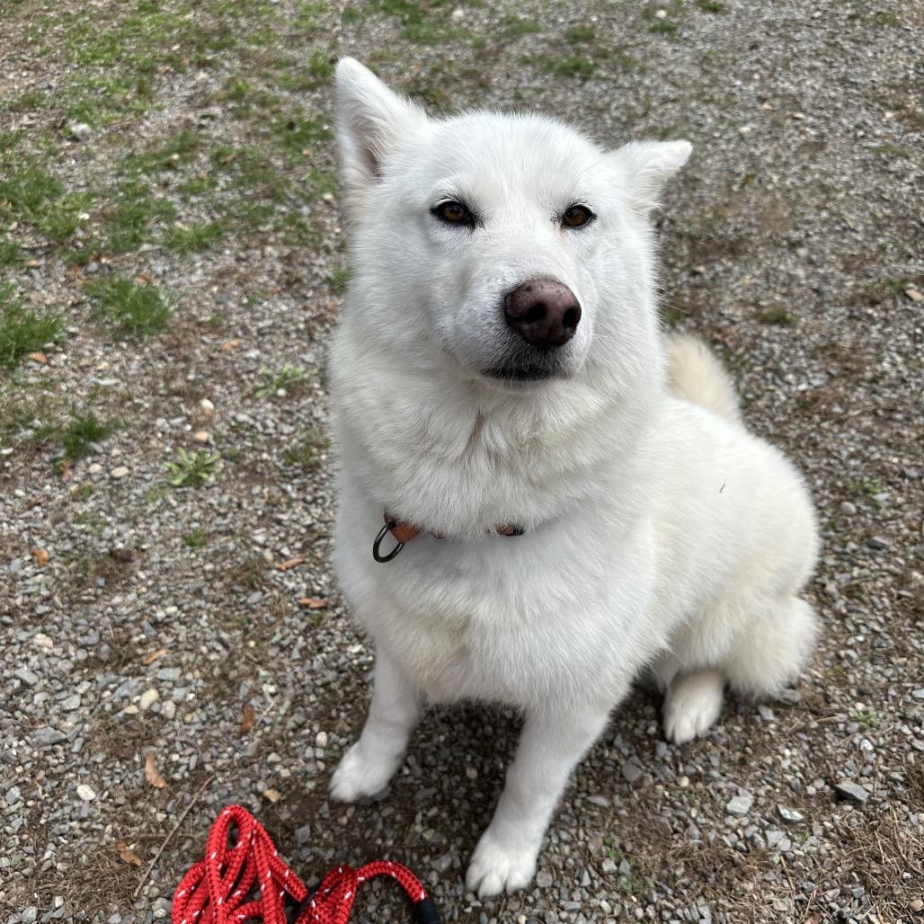 Suzie-Lou, Adoptable, Adult Female Siberian Husky.