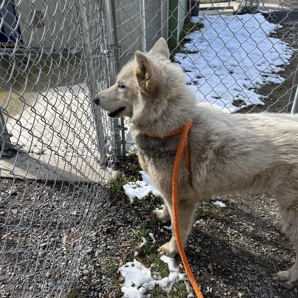Suzie-Lou, Adoptable, Adult Female Siberian Husky.