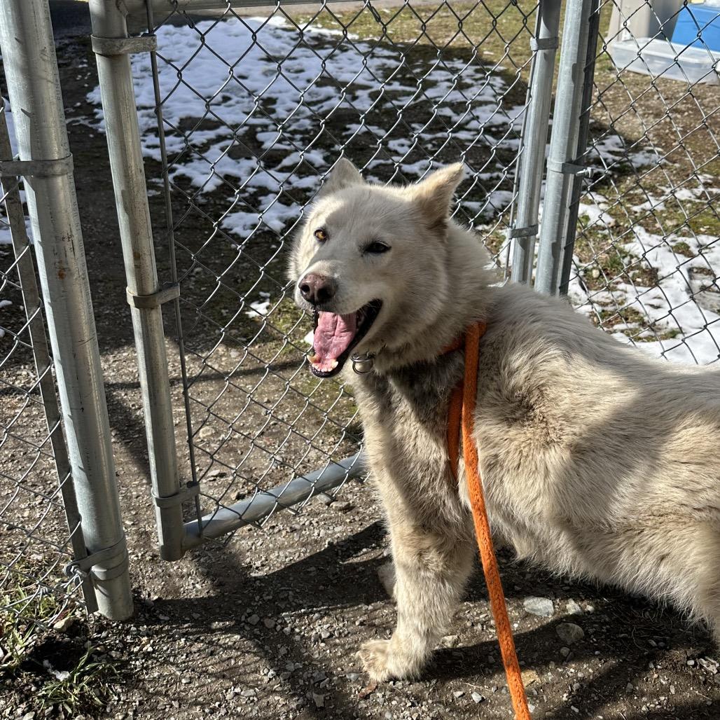 Enlarge Suzie-Lou, a Adoptable Siberian Husky in Priest River, ID image 3/6