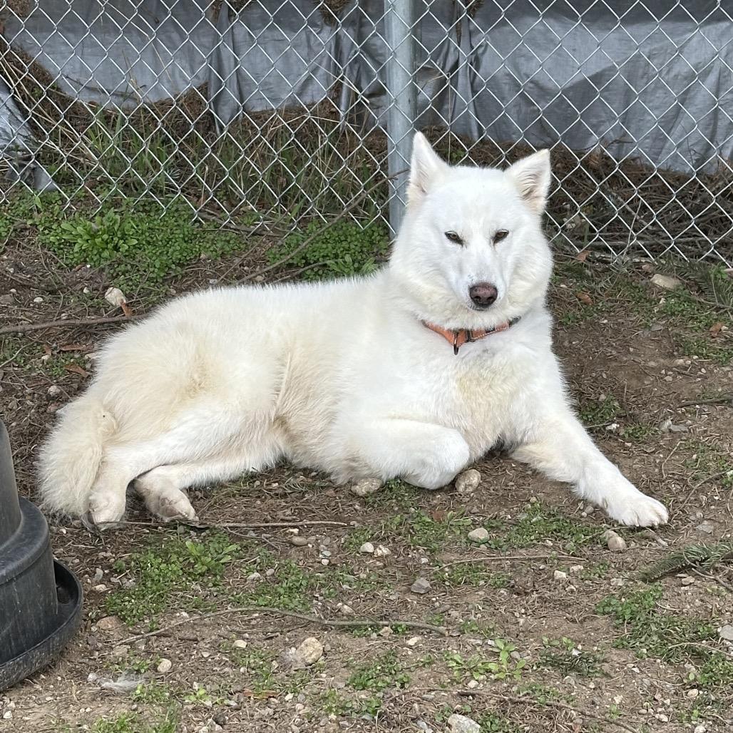 Enlarge Suzie-Lou, a Adoptable Siberian Husky in Priest River, ID image 4/6