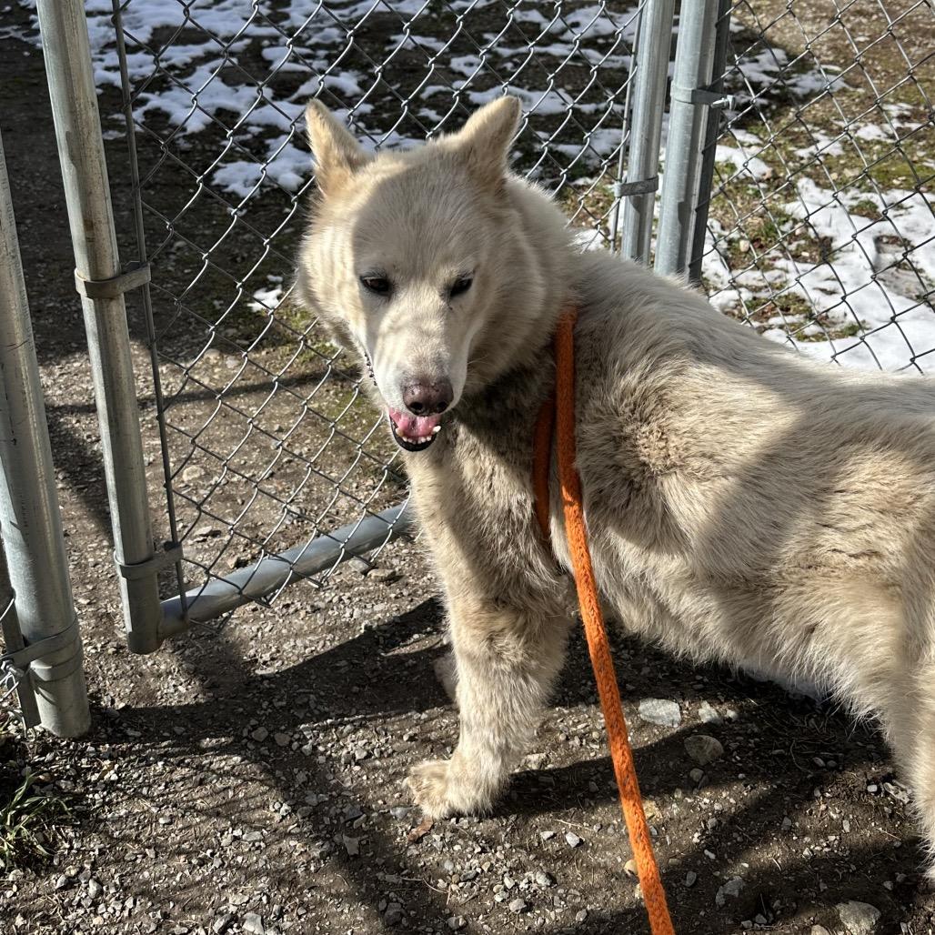 Enlarge Suzie-Lou, a Adoptable Siberian Husky in Priest River, ID image 5/6