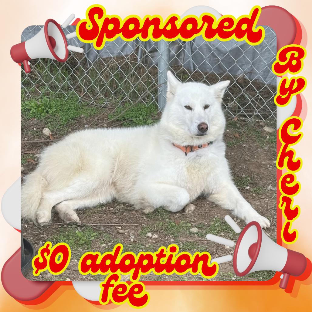 Enlarge Suzie-Lou, a Adoptable Siberian Husky in Priest River, ID image 5/6