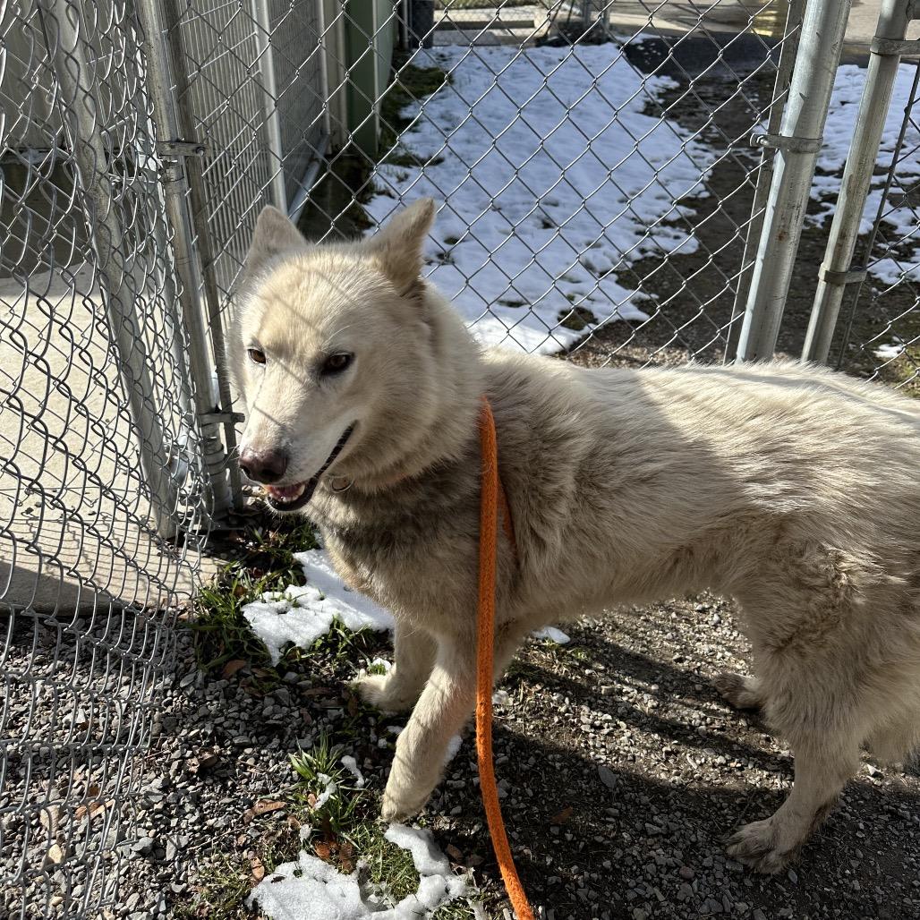 Enlarge Suzie-Lou, a Adoptable Siberian Husky in Priest River, ID image 6/6