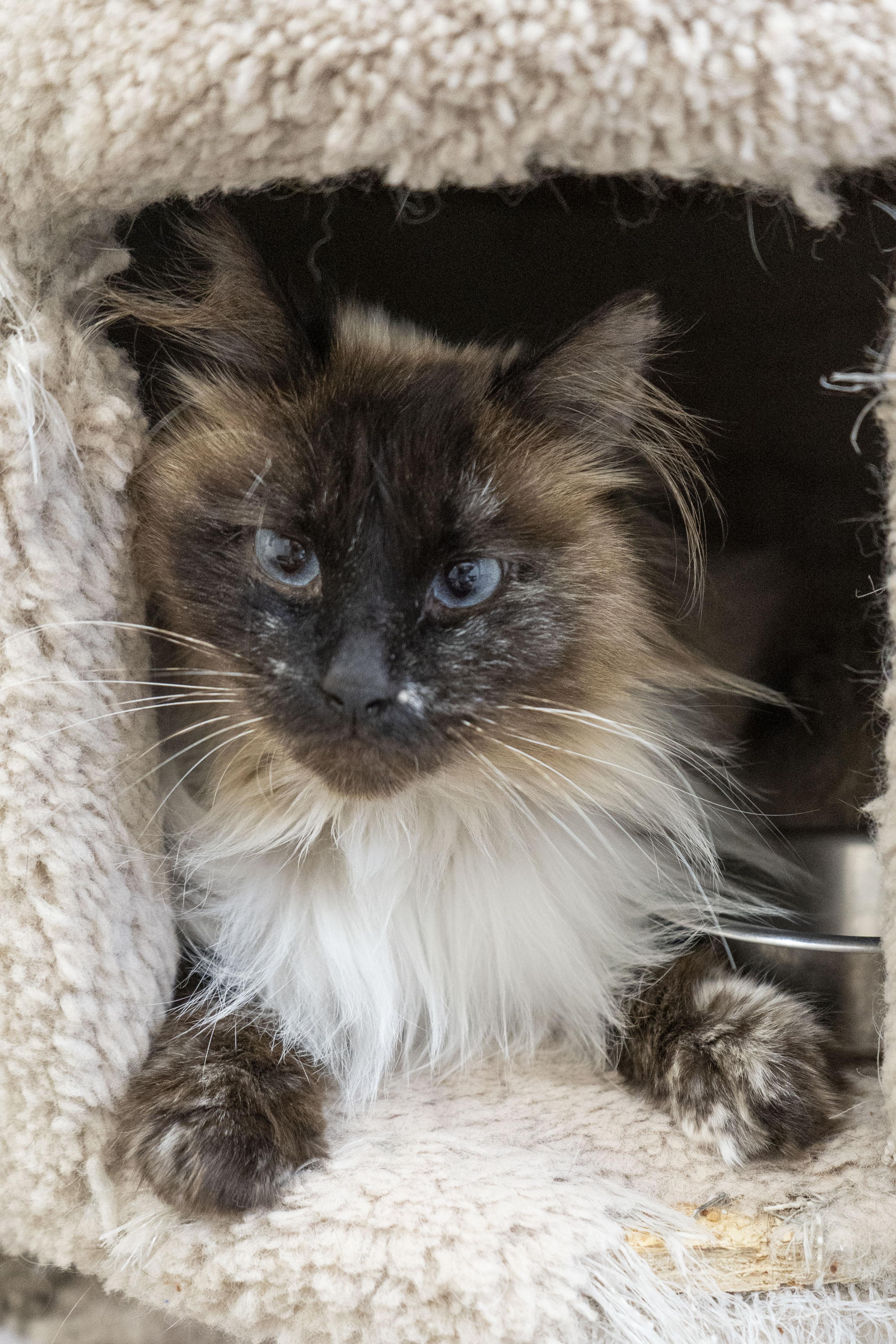 Tundra, an adoptable Domestic Medium Hair in Boise, ID, 83709 | Photo Image 1