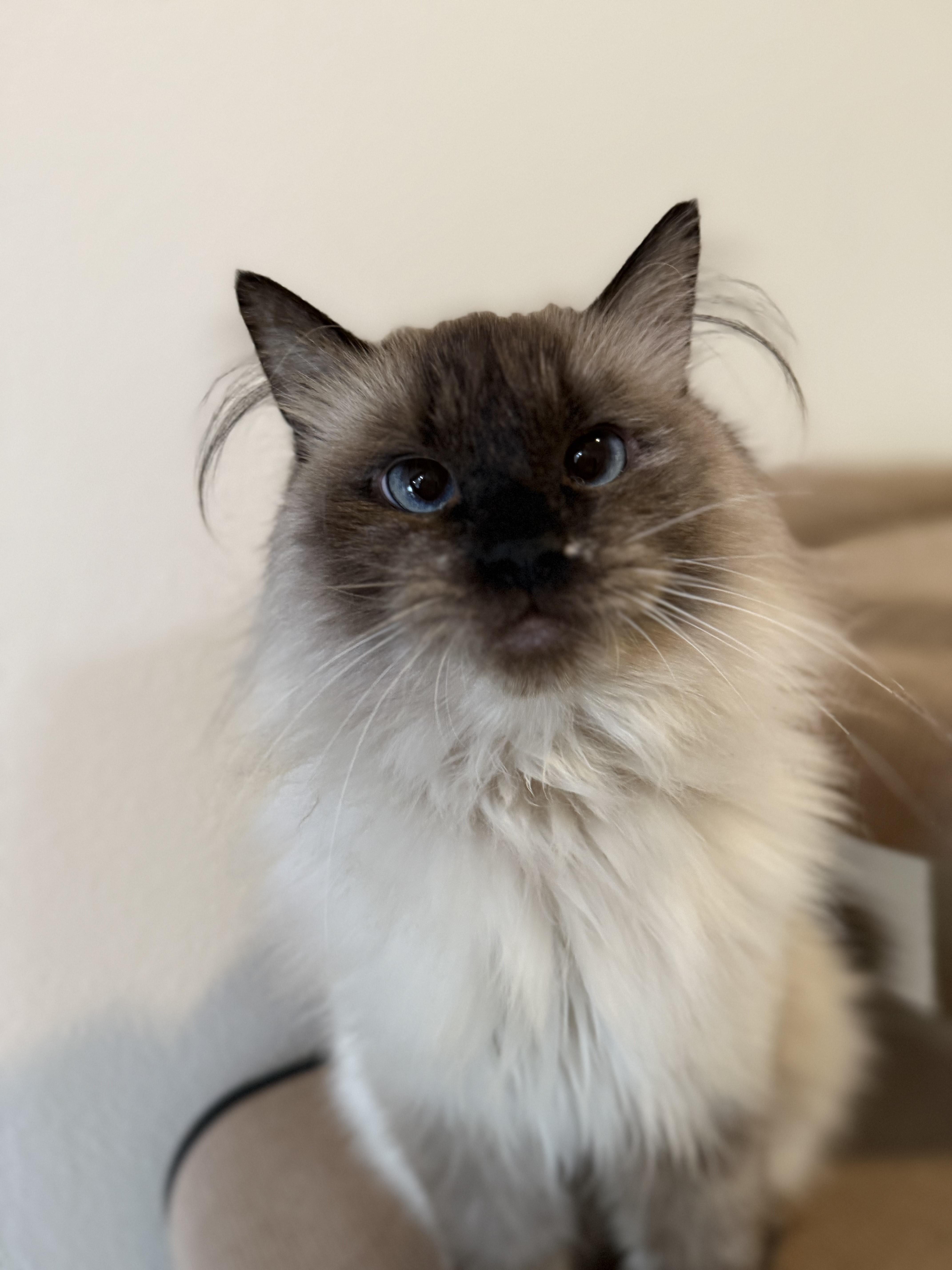 Tundra, an adoptable Domestic Medium Hair in Boise, ID, 83709 | Photo Image 2