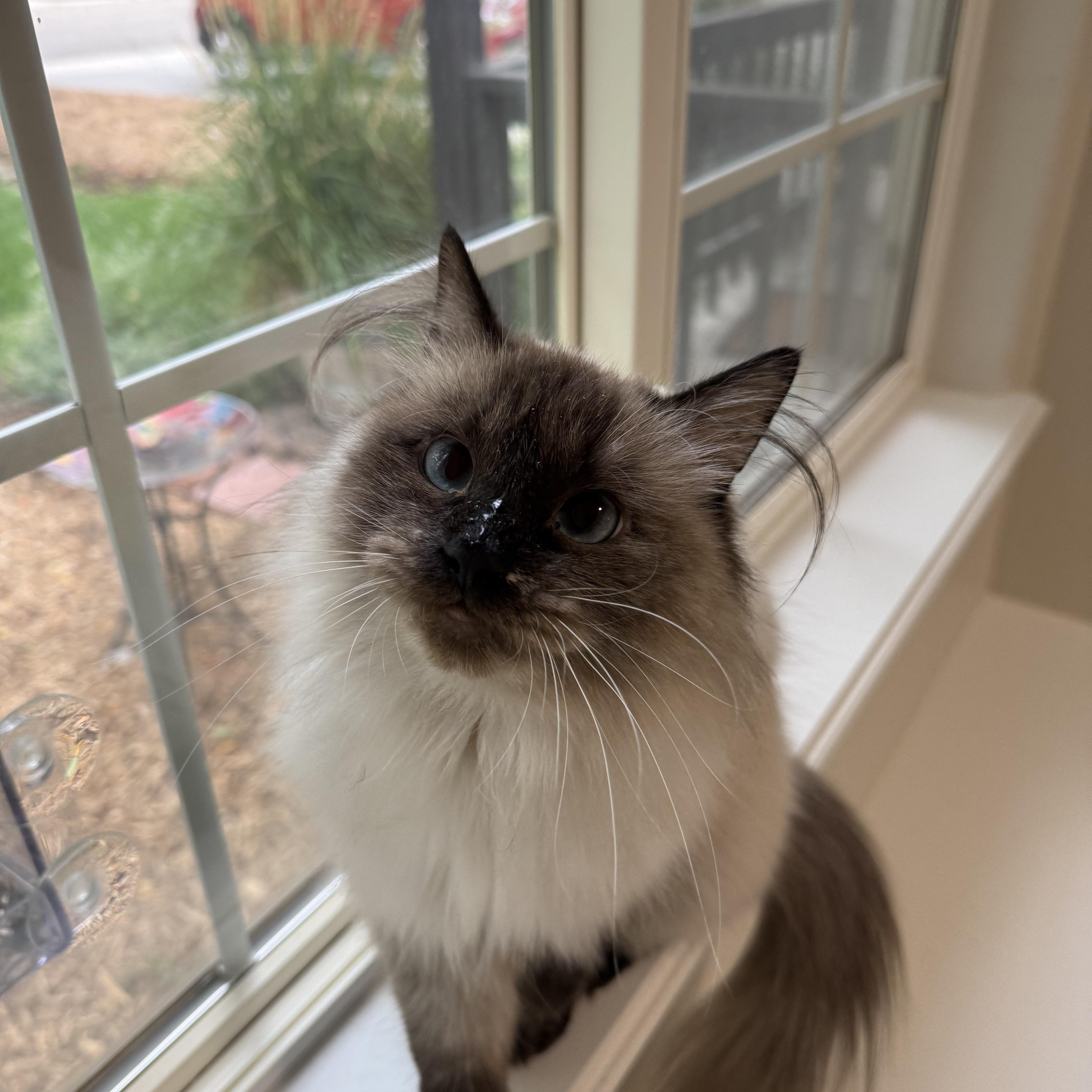 Tundra, an adoptable Domestic Medium Hair in Boise, ID, 83709 | Photo Image 3