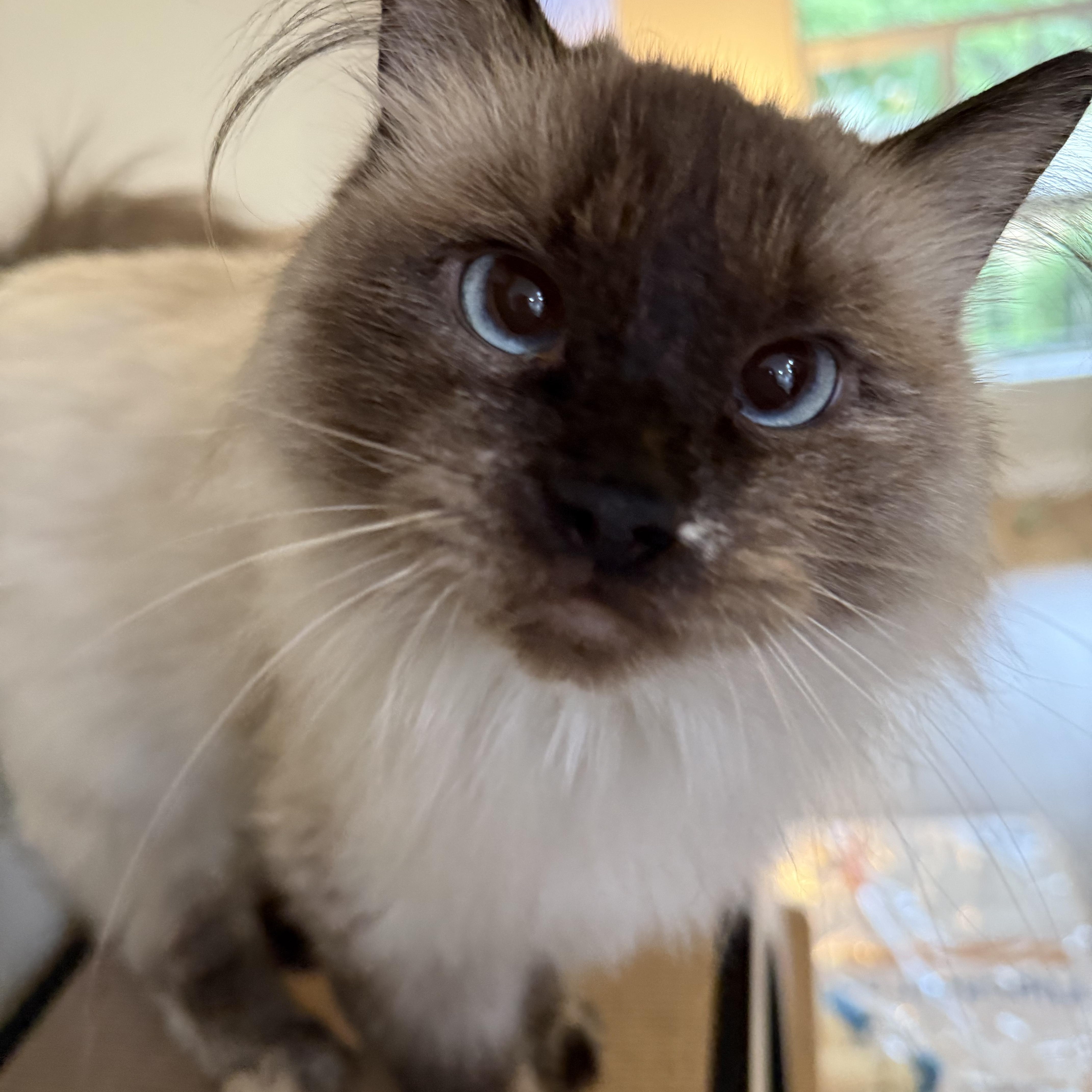 Tundra, an adoptable Domestic Medium Hair in Boise, ID, 83709 | Photo Image 1