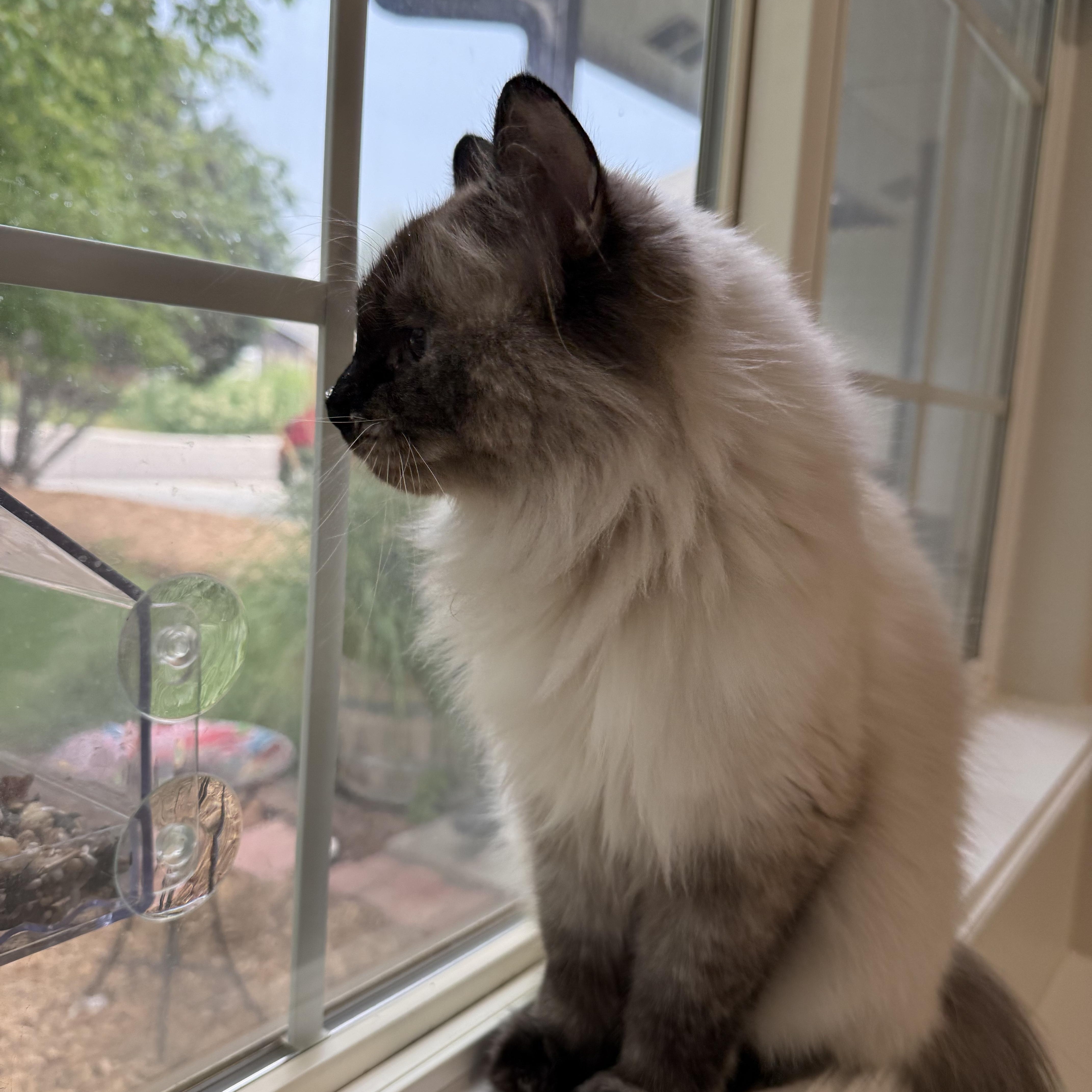Tundra, an adoptable Domestic Medium Hair in Boise, ID, 83709 | Photo Image 4