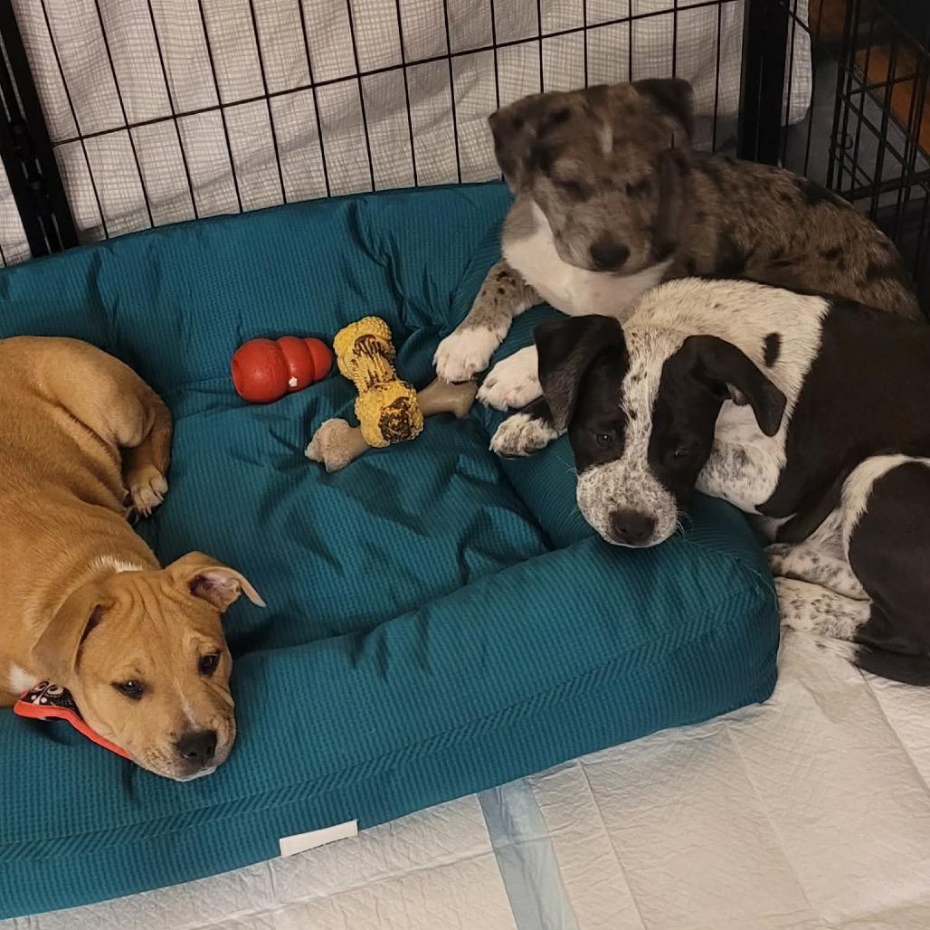 Garth $475, Adoptable, Puppy Male Pit Bull Terrier & Mixed Breed.