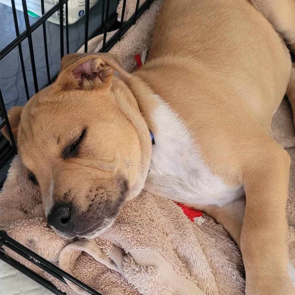 Garth $475, Adoptable, Puppy Male Pit Bull Terrier & Mixed Breed.