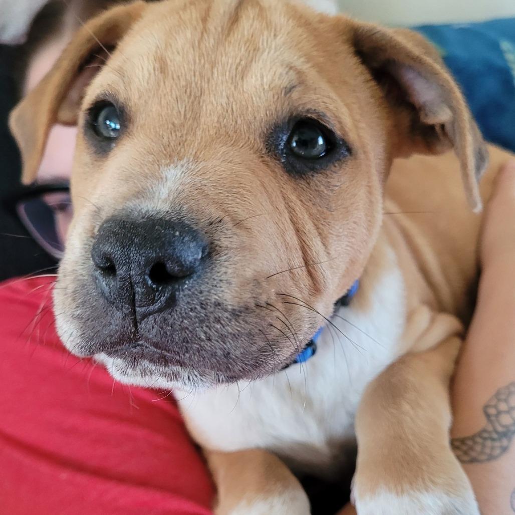 Garth $475, a Adoptable mixed breed in Milwaukee, WI image 2/5