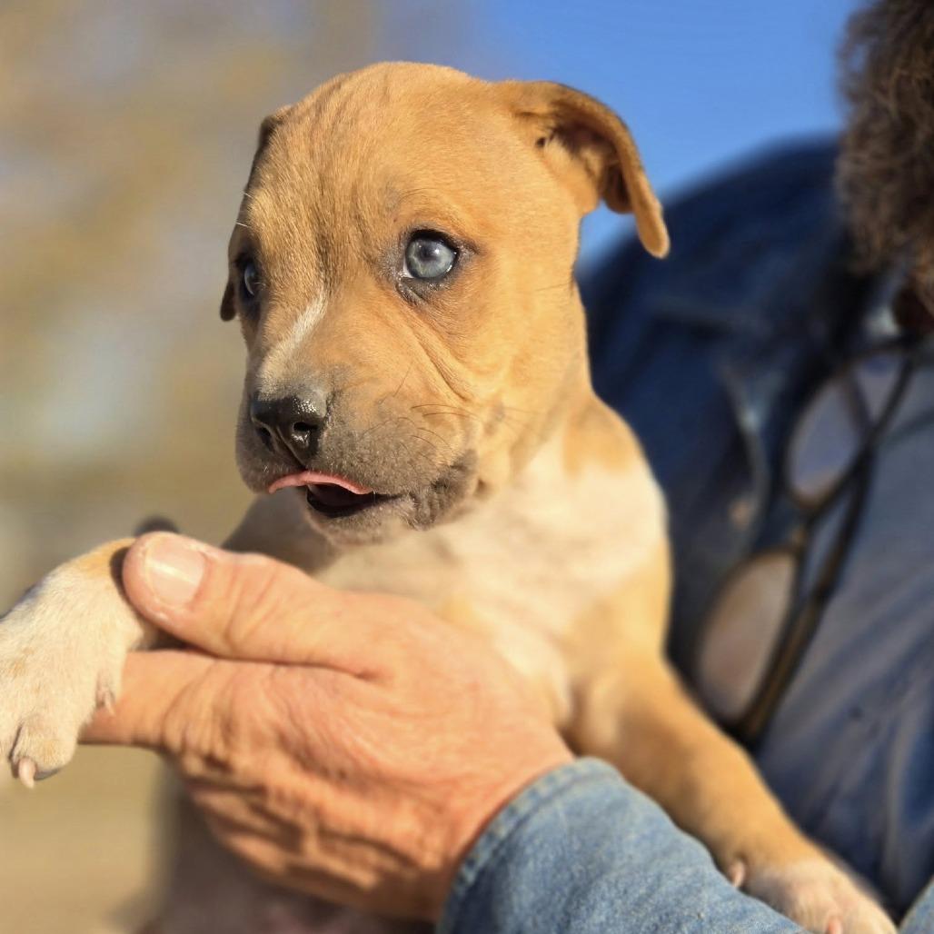 Garth $475, a Adoptable mixed breed in Milwaukee, WI image 3/5