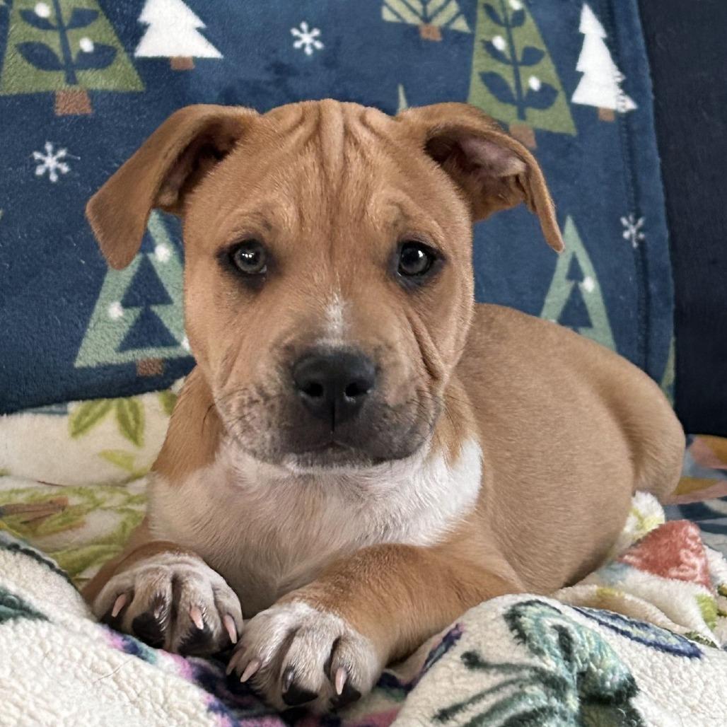 Garth $475, a Adoptable mixed breed in Milwaukee, WI image 4/5