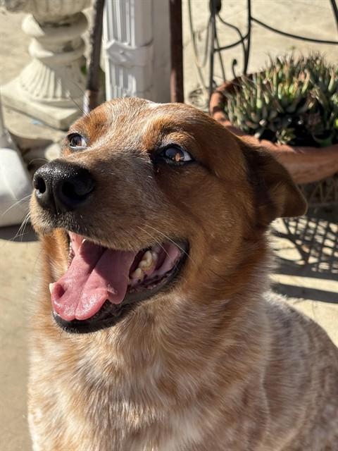 Enlarge REED - IN FOSTER, a Adoptable Australian Cattle Dog / Blue Heeler in Ontario, CA image 1/1