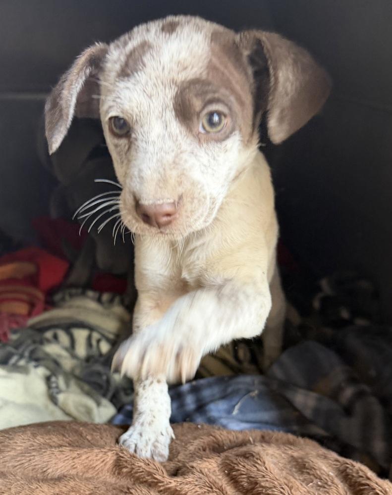 Enlarge Mateo, a Adoptable mixed breed in Seguin, TX image 1/1