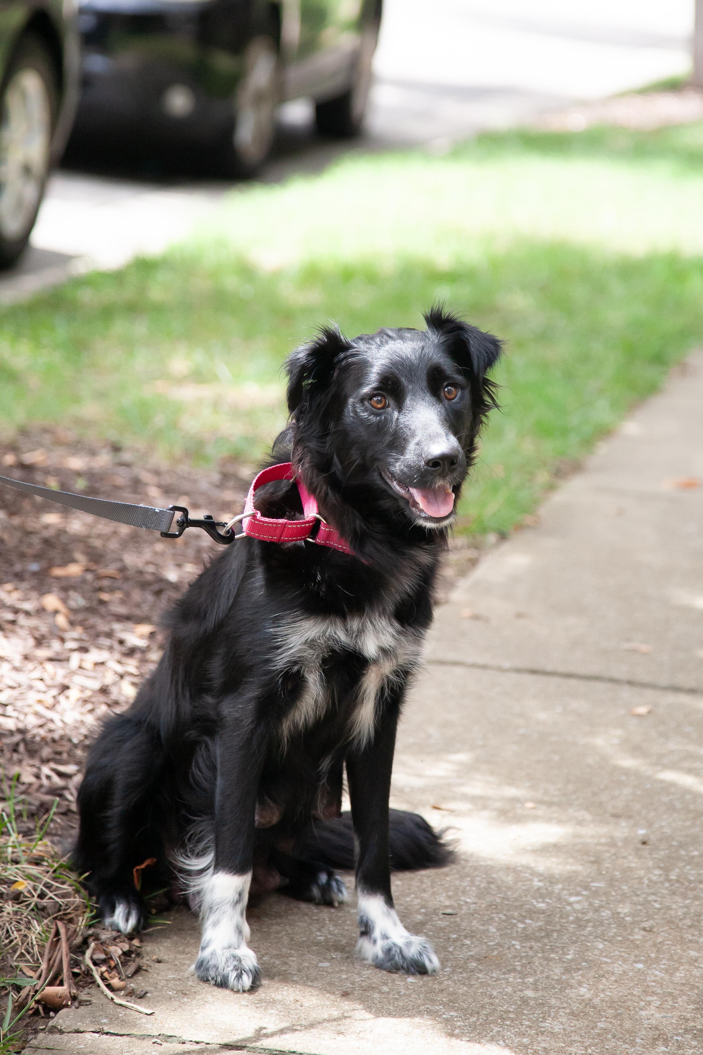 Enlarge Bee, an adopted mixed breed in Franklin, TN image 5/5