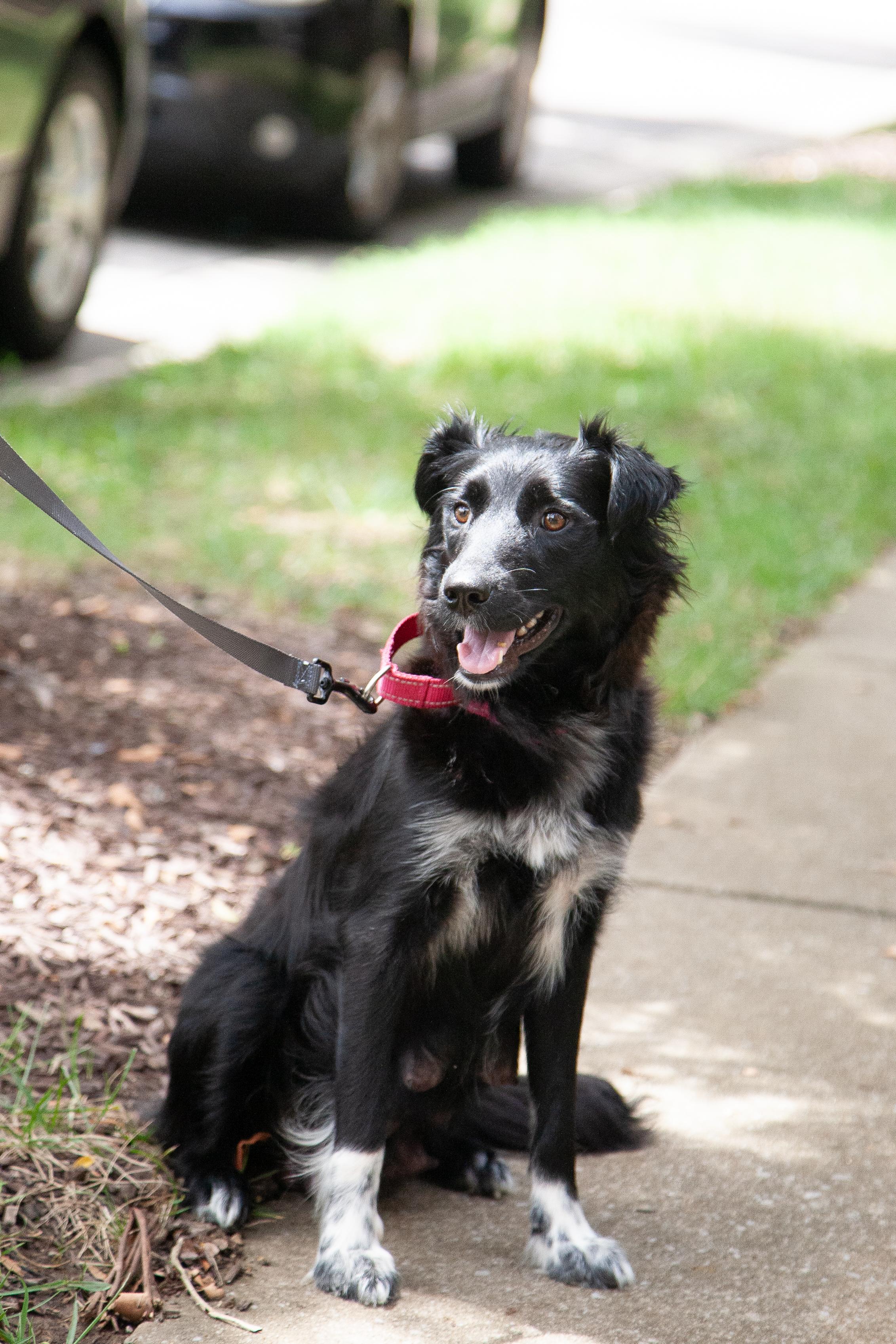 Enlarge Bee, an adopted mixed breed in Franklin, TN image 4/5
