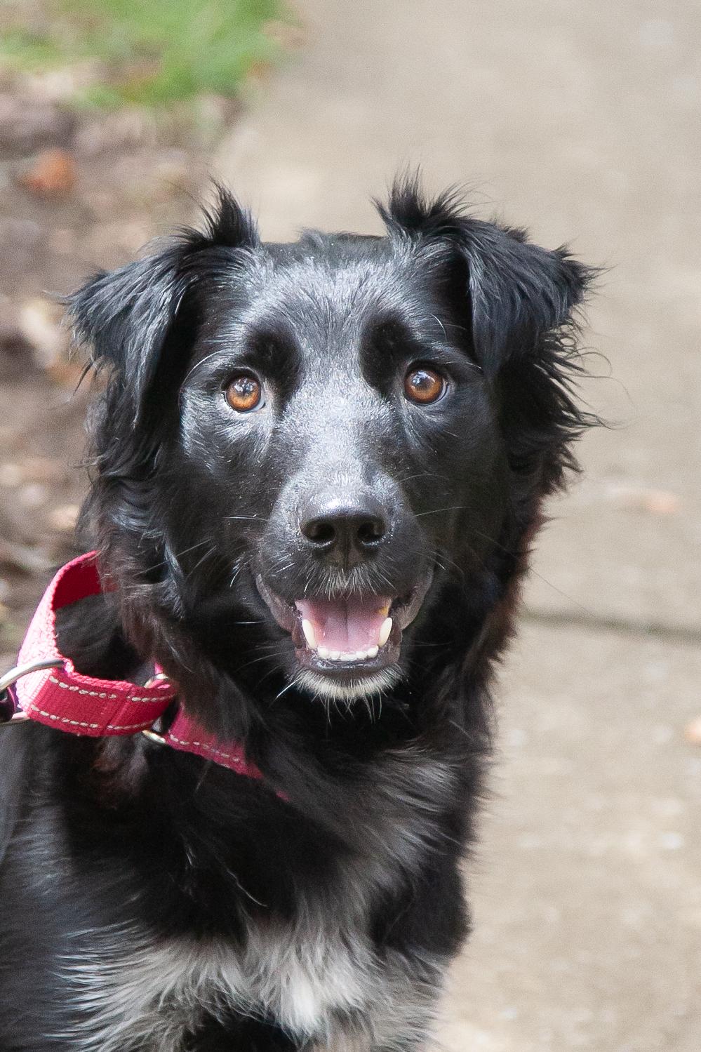 Enlarge Bee, an adopted mixed breed in Franklin, TN image 1/5