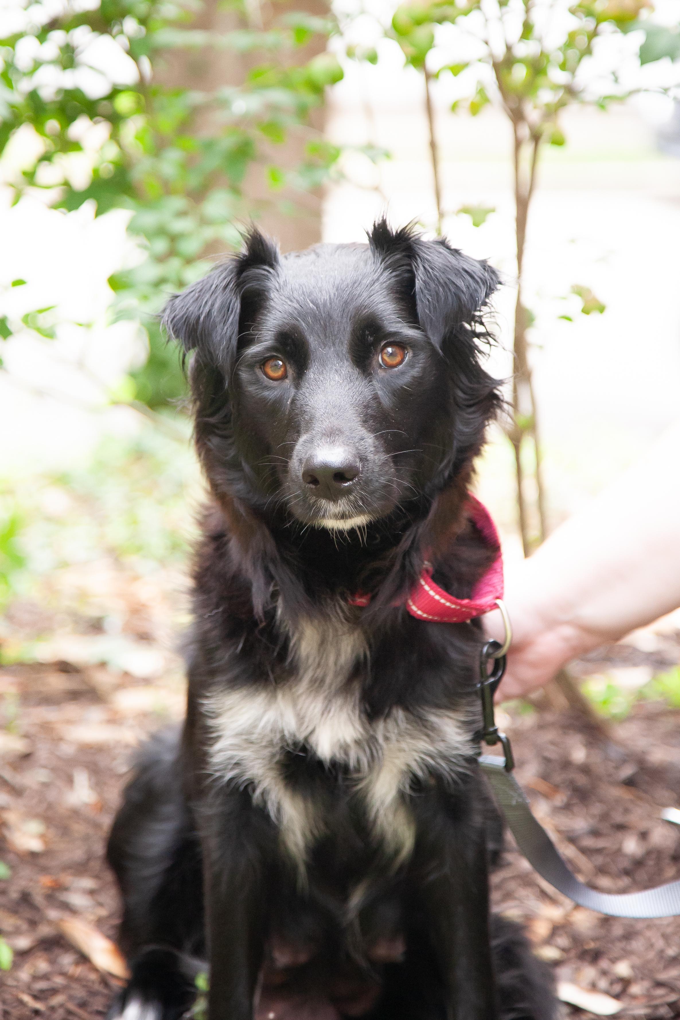 Enlarge Bee, an adopted mixed breed in Franklin, TN image 3/5