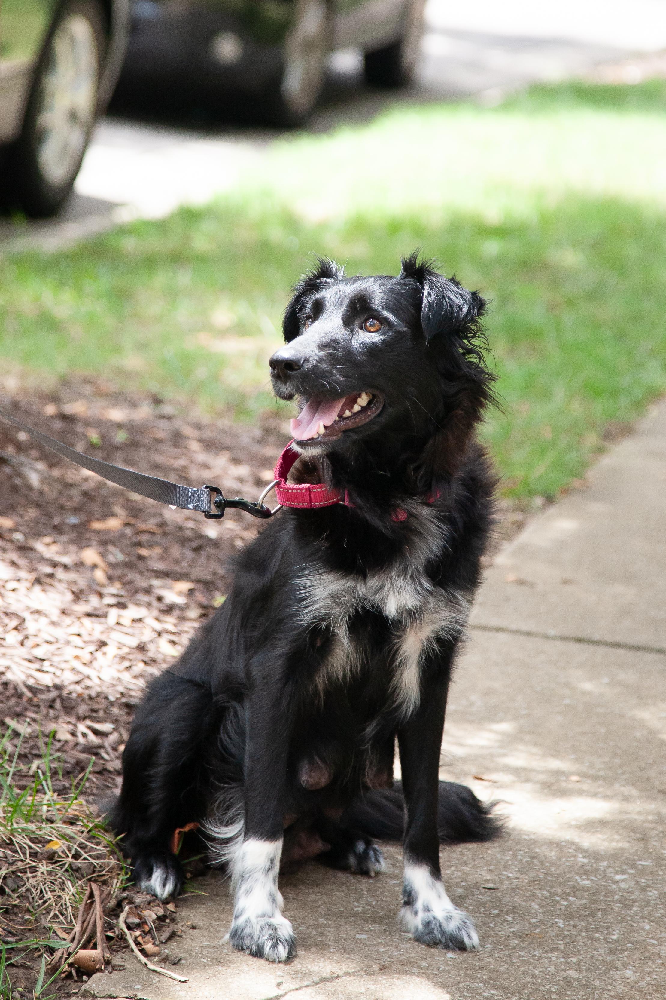Enlarge Bee, an adopted mixed breed in Franklin, TN image 2/5