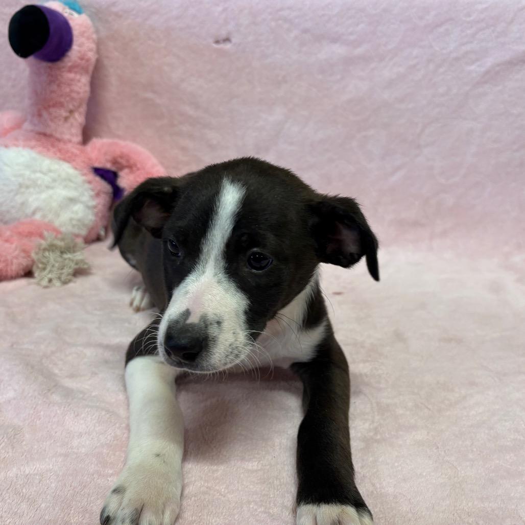 Dolly, ADOPTABLE, Puppy Female Pit Bull Terrier.