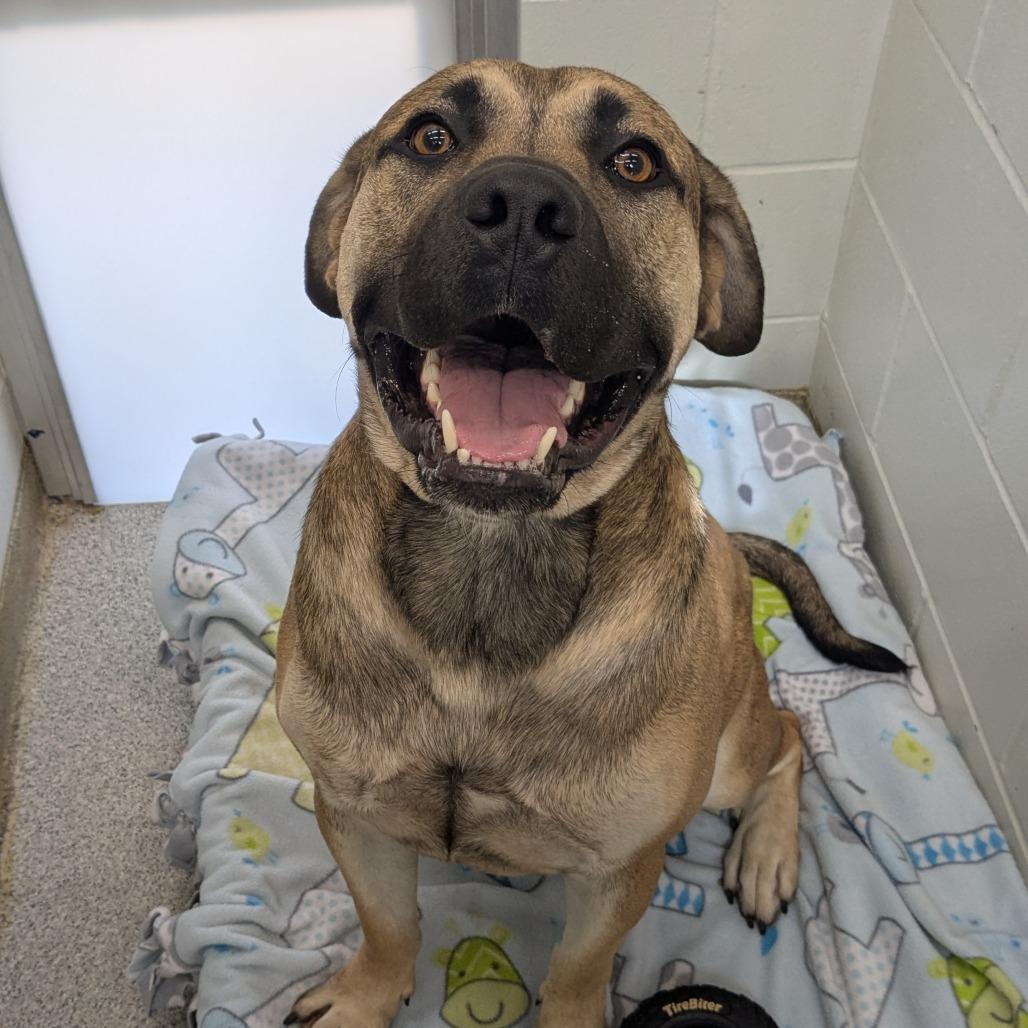 Big Man, Adoptable, Young Male Mastiff & Mixed Breed.