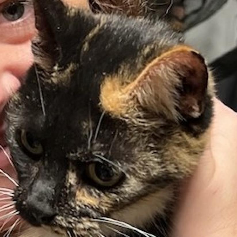 Enlarge Sara, a Adoptable Domestic Short Hair in Carmel, IN image 2/2