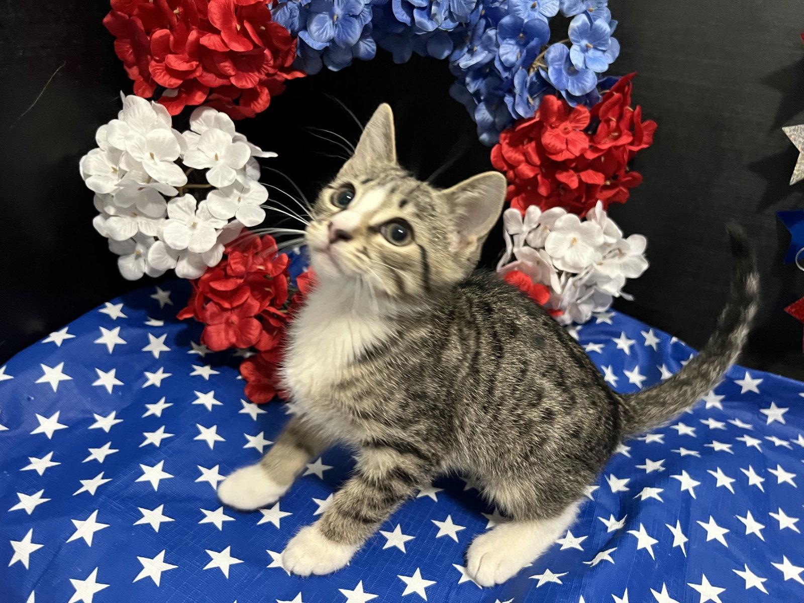 Chopin, a Adoptable mixed breed in Fayetteville, GA image 2/3