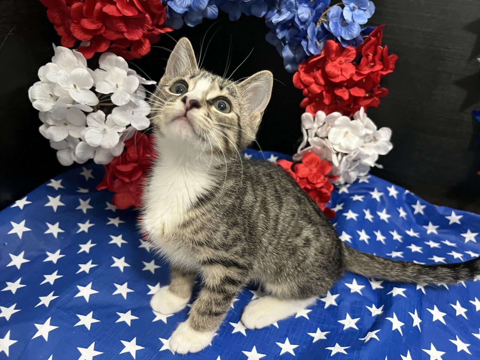 Chopin, a Adoptable mixed breed in Fayetteville, GA image 3/3