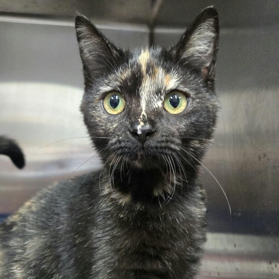 Molly Ringwald, Adoptable, Kitten Female Domestic Short Hair.