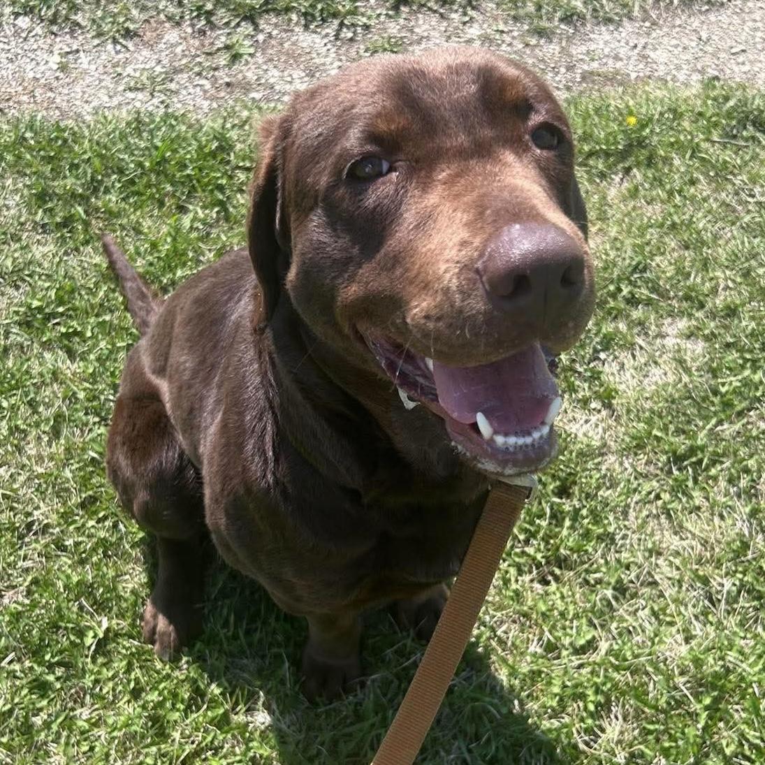 Francie, a Adoptable mixed breed in Winnipeg, MB image 1/5