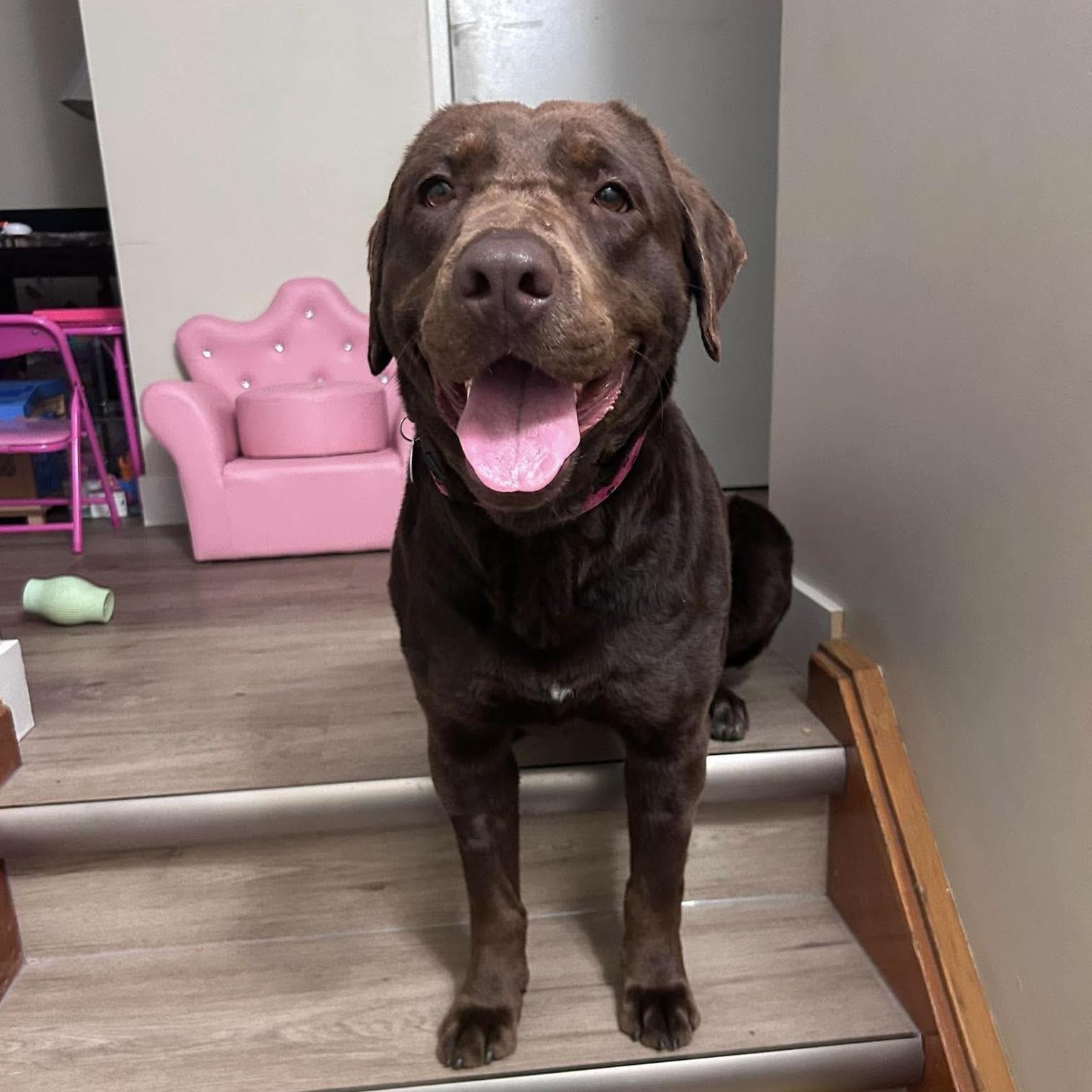 Francie, a Adoptable mixed breed in Winnipeg, MB image 2/5