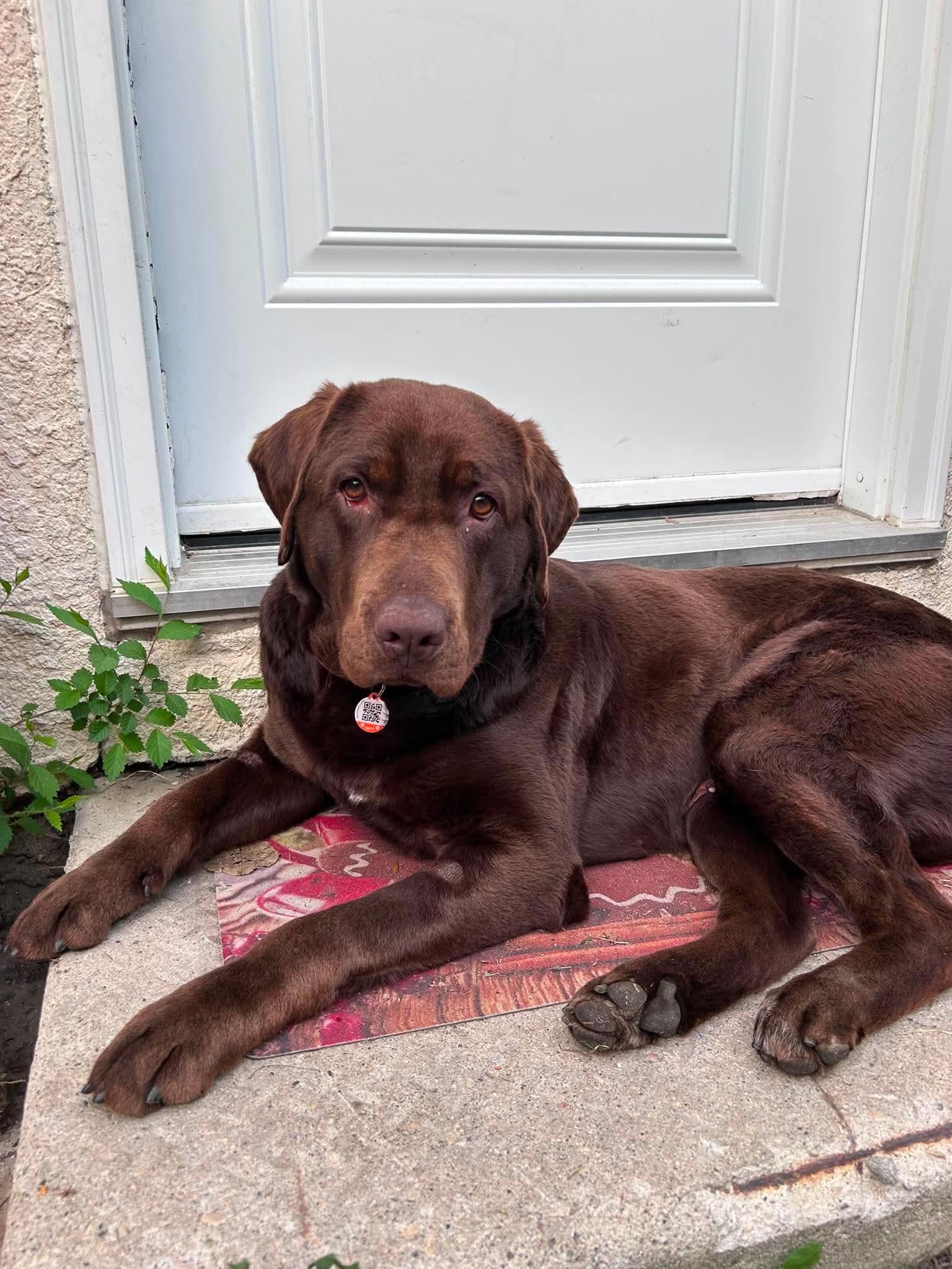 Francie, a Adoptable mixed breed in Winnipeg, MB image 3/5