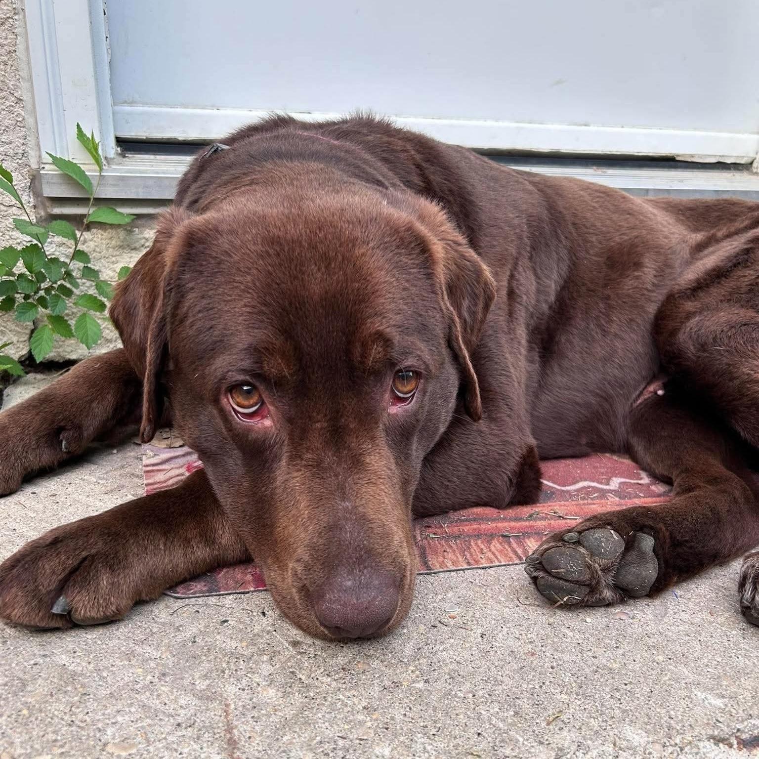 Francie, a Adoptable mixed breed in Winnipeg, MB image 4/5