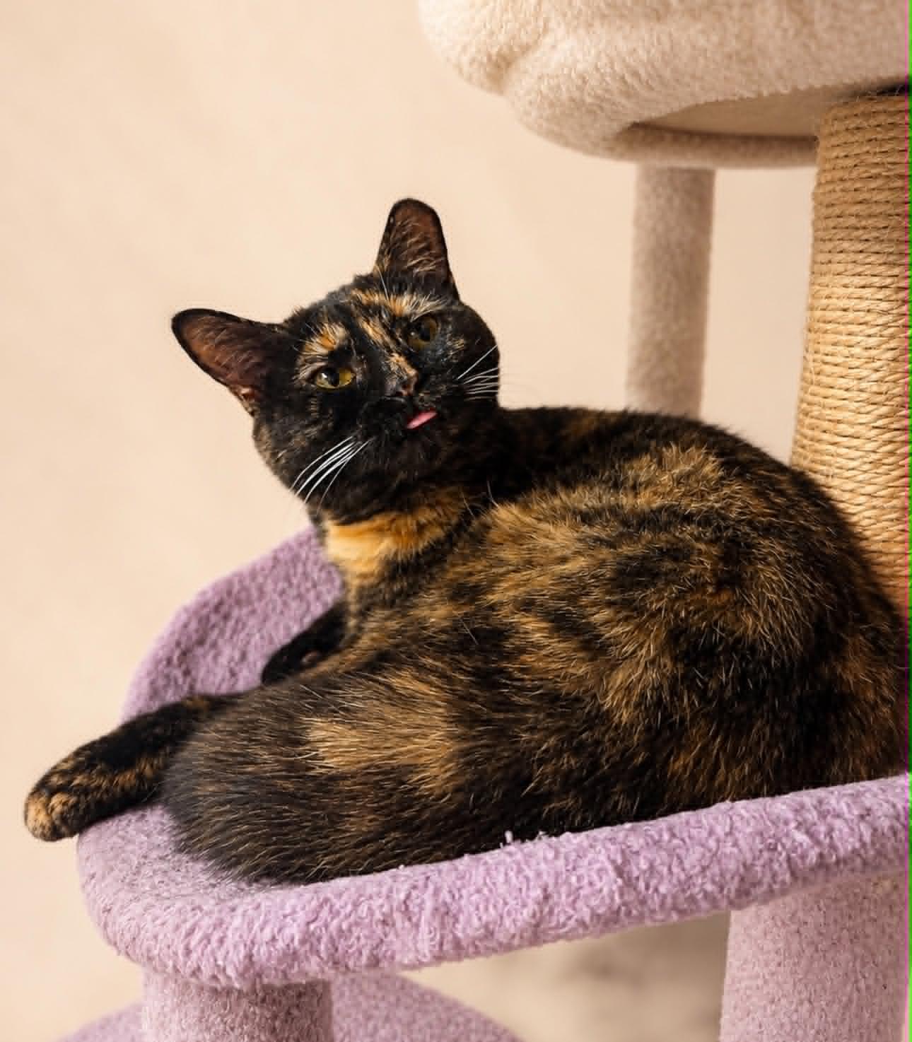 Enlarge Roundabout, a Adoptable Domestic Short Hair in Rixeyville, VA image 2/2