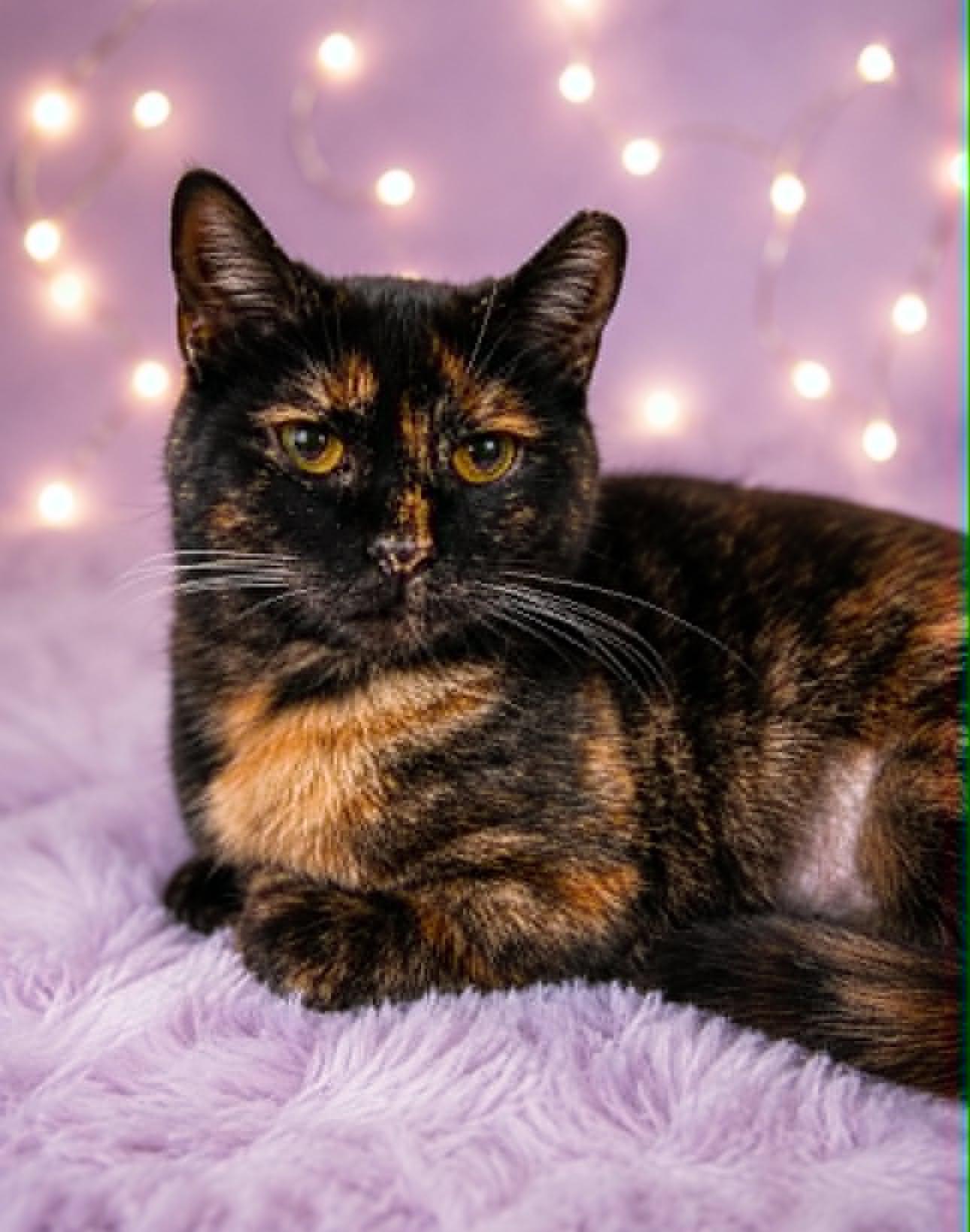 Roundabout, Adoptable, Kitten Female Domestic Short Hair.