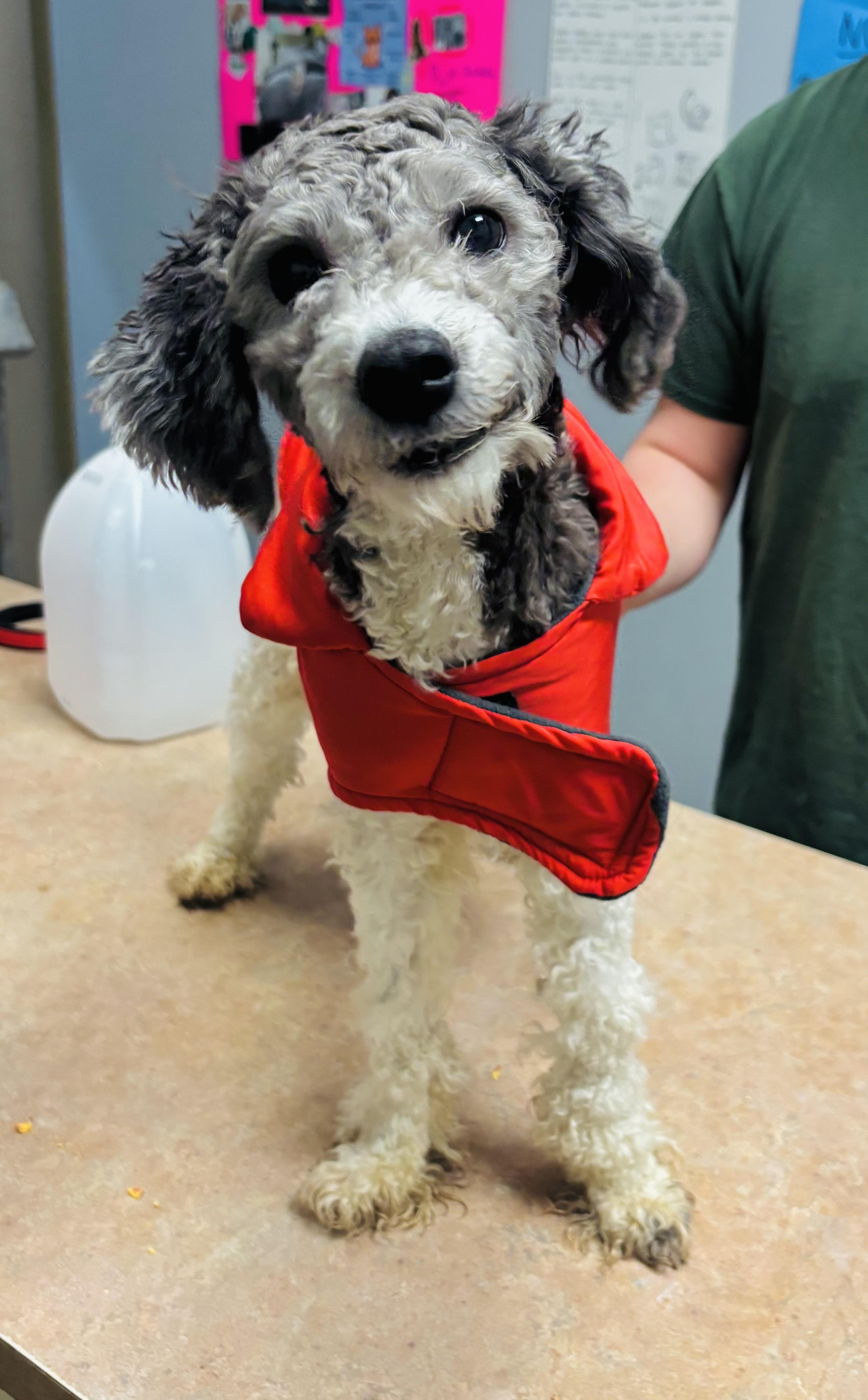 Enlarge Bluff, a ADOPTABLE Poodle in Council Bluffs, IA image 1/1