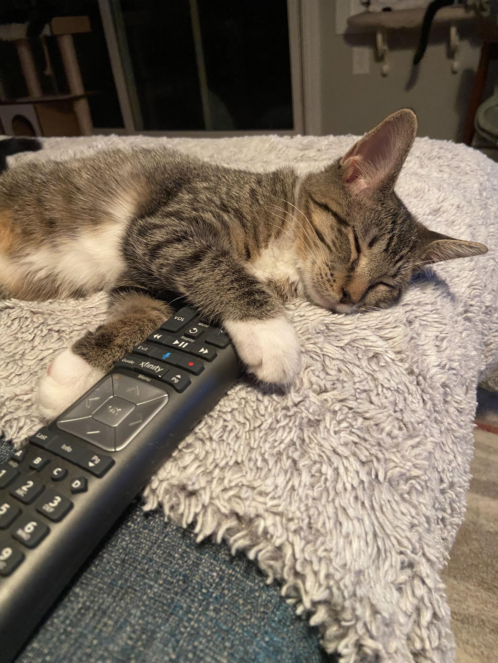 Enlarge Kira - KITTEN in foster, a Adoptable Domestic Short Hair in Alexandria, VA image 1/3