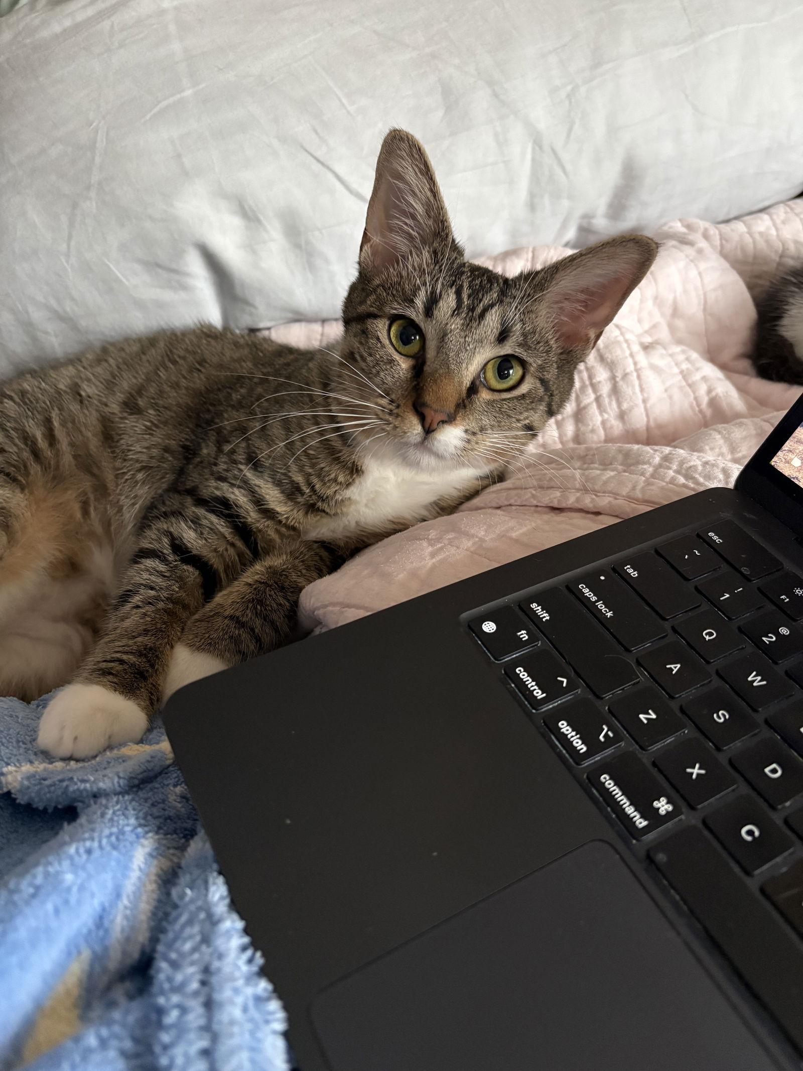 Kira - KITTEN in foster, Adoptable, Young Female Domestic Short Hair.