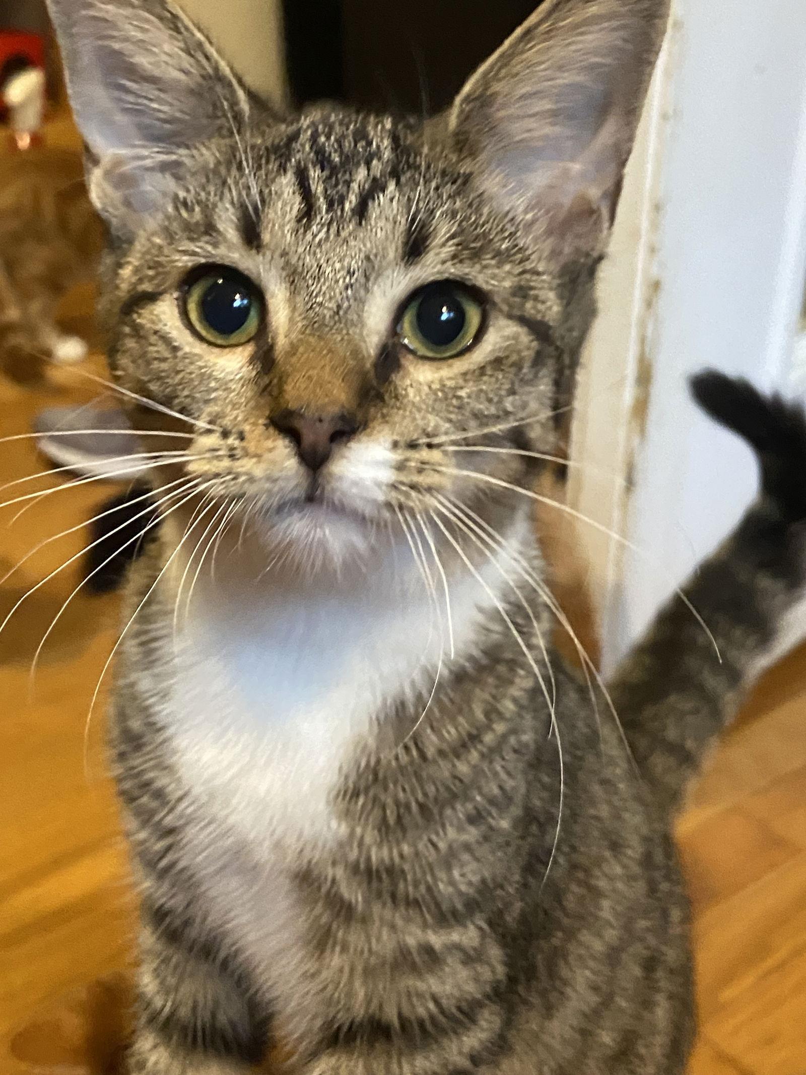 Enlarge Kira - KITTEN in foster, a Adoptable Domestic Short Hair in Alexandria, VA image 2/3