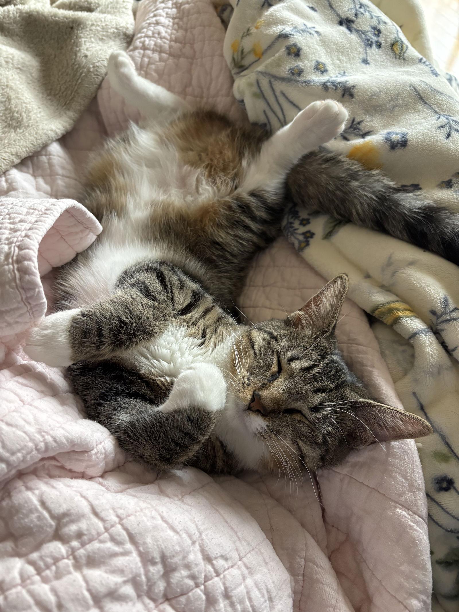 Enlarge Kira - KITTEN in foster, a Adoptable Domestic Short Hair in Alexandria, VA image 3/3