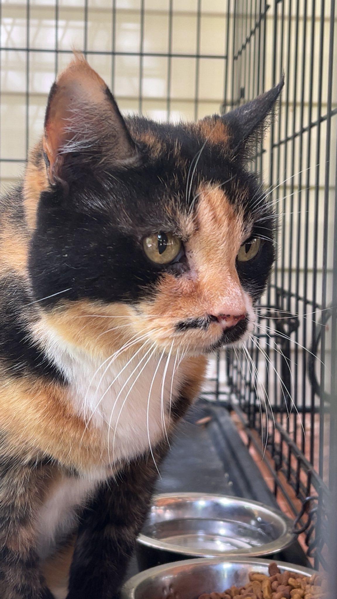 Morgan, ADOPTABLE, Young Female Calico.