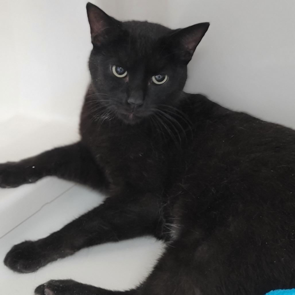 Shadow, Adoptable, Adult Female Domestic Short Hair & Domestic Short Hair.