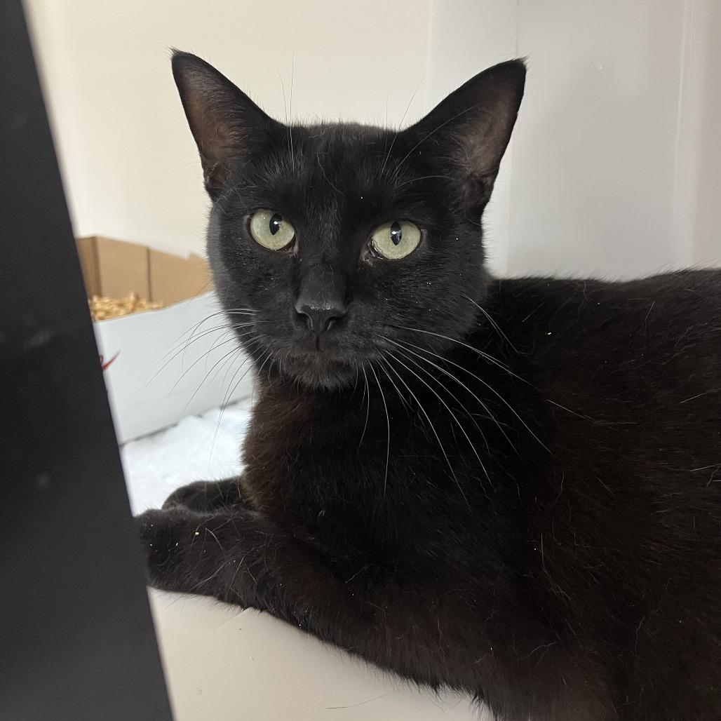 Shadow, a Adoptable mixed breed in La Grange, KY image 2/2