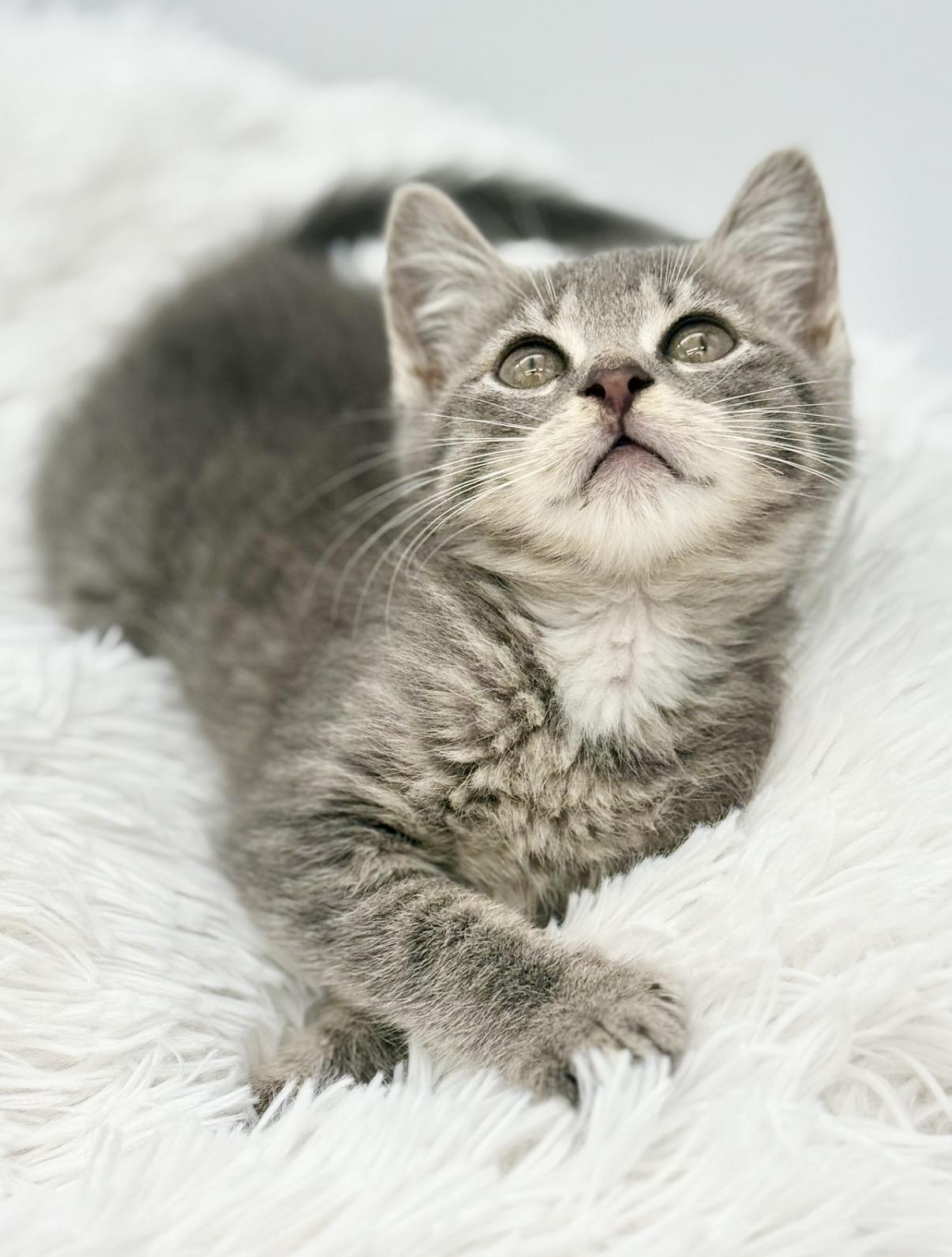Orbiter, an adopted mixed breed in Covington, LA image 4/6