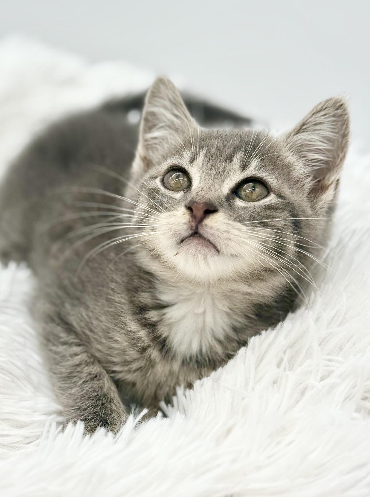 Orbiter, an adopted mixed breed in Covington, LA image 1/6