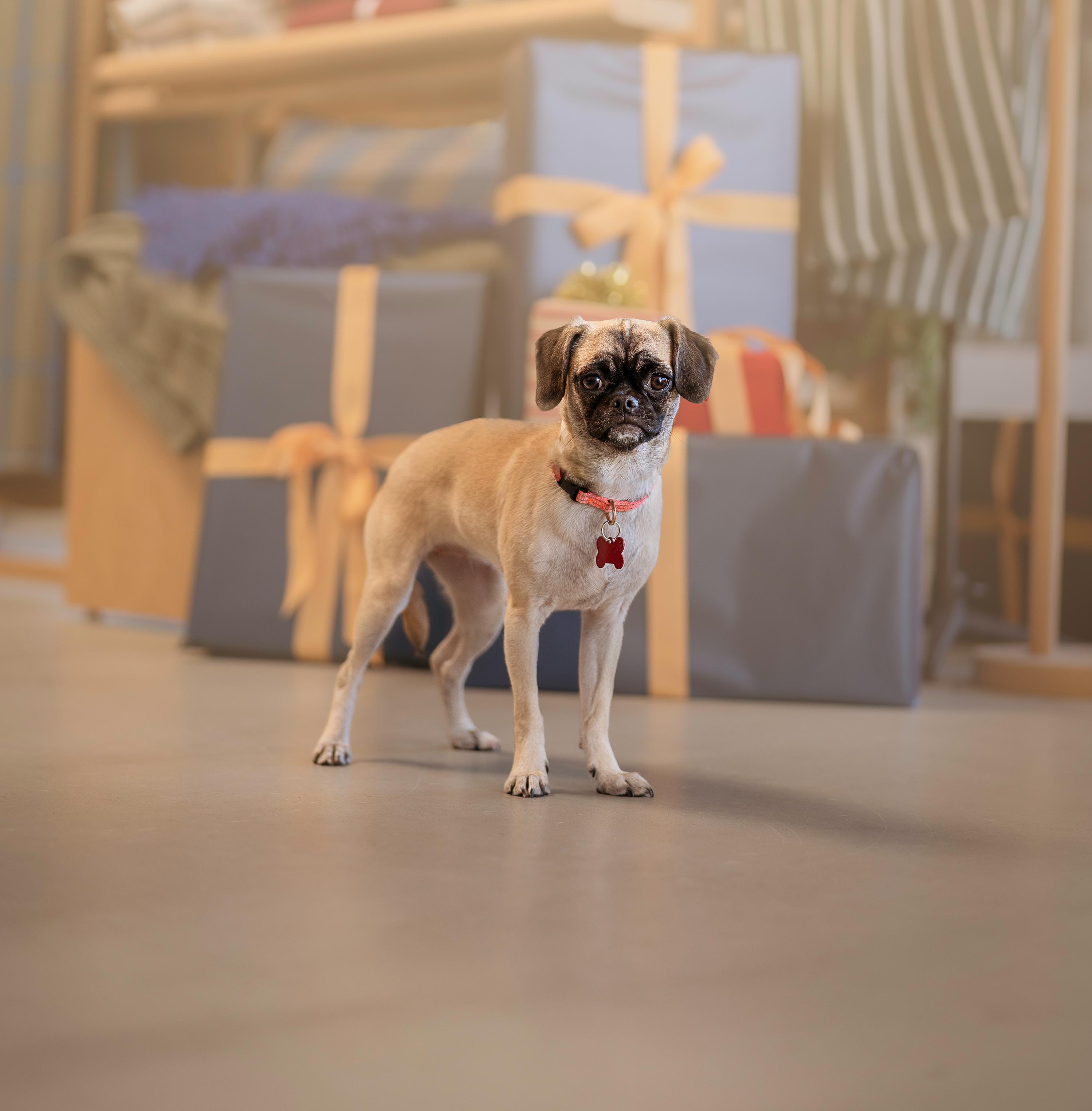 Penelope, Adoptable, Puppy Female Pug & Beagle.