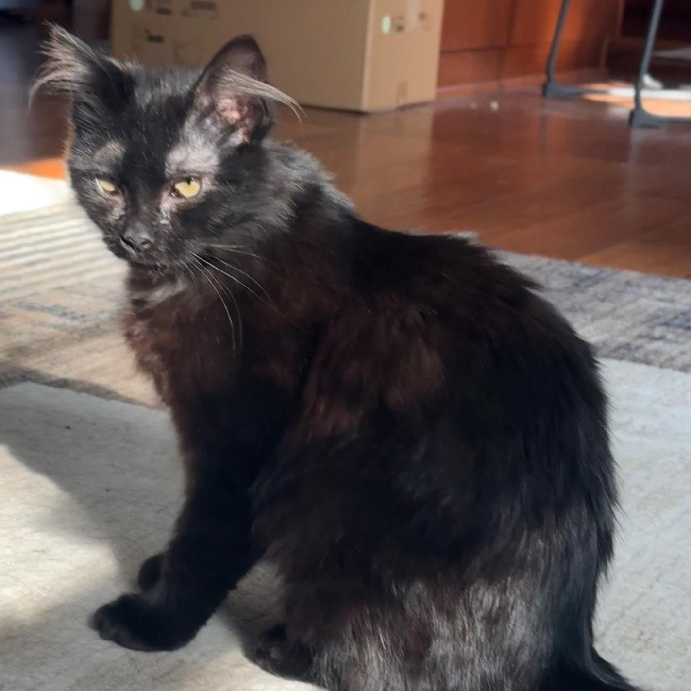 Enlarge Tarin, a ADOPTABLE Domestic Medium Hair in Winchester, VA image 1/2